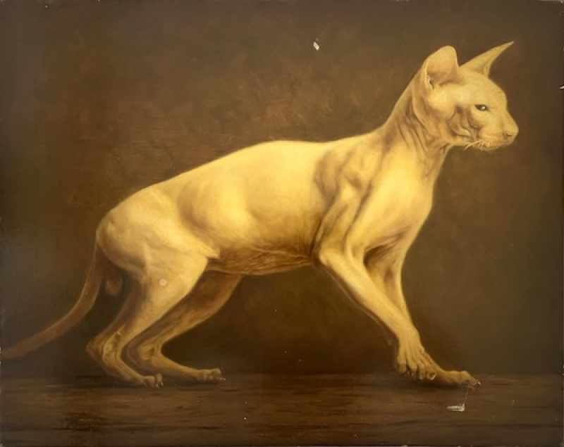 Aukcia